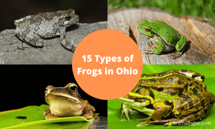 Types of frogs in ohio