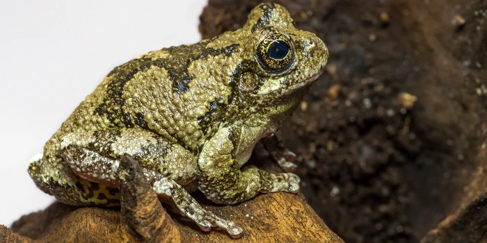 Types of frogs in ohio