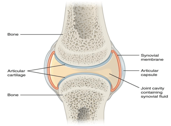 Label the structures of a synovial joint