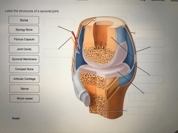 Joint synovial labels structures drag general correct their locations click biology membrane articular cartilage fibrous bone answers questions capsule help