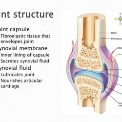 Synovial joints joint system skeletal anatomy bones physiology