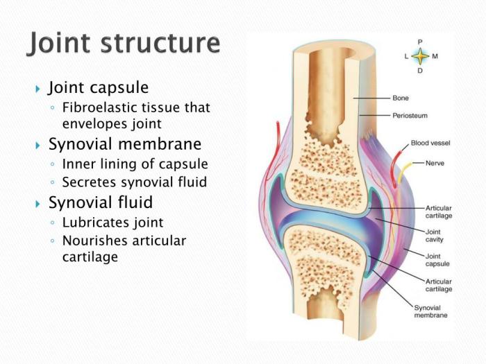 Synovial joints joint system skeletal anatomy bones physiology