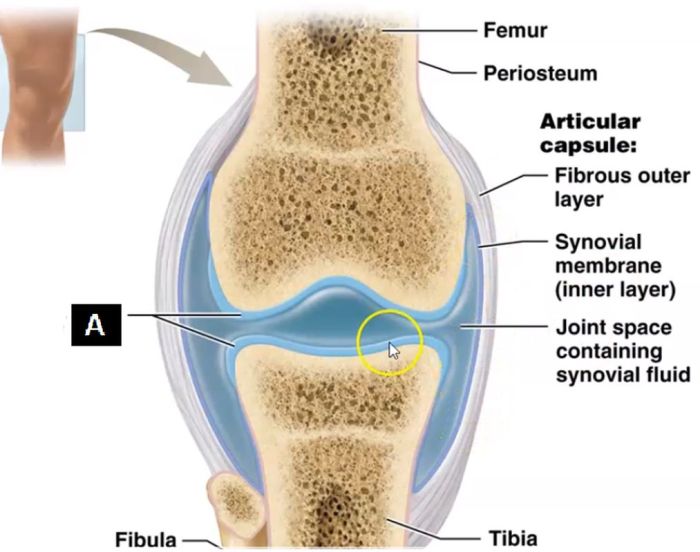 Label the structures of a synovial joint