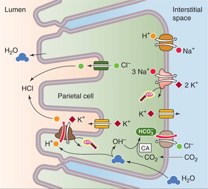 Match the secretory cell of the stomach with its secretion.