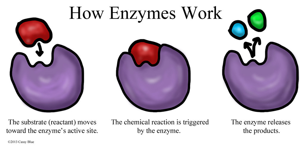 Enzyme enzymes enzim pencernaan sistem catabolic digestion cassy catalyses carbohydrates catabolism specific processes