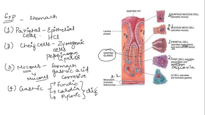 Parietal mucus