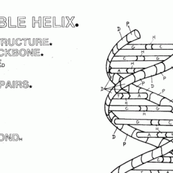 The double helix film activity student handout answer key