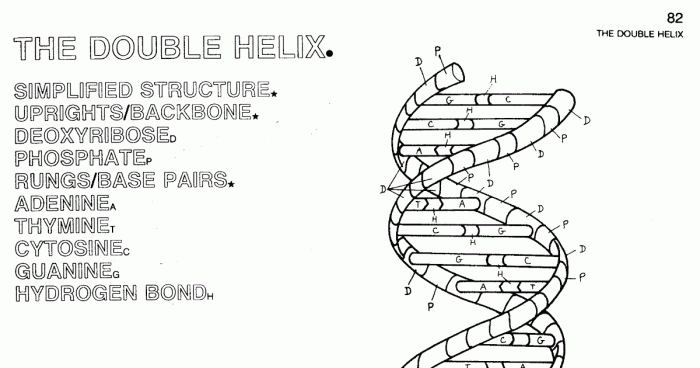 The double helix film activity student handout answer key