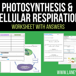 Photosynthesis & cellular respiration worksheet answers