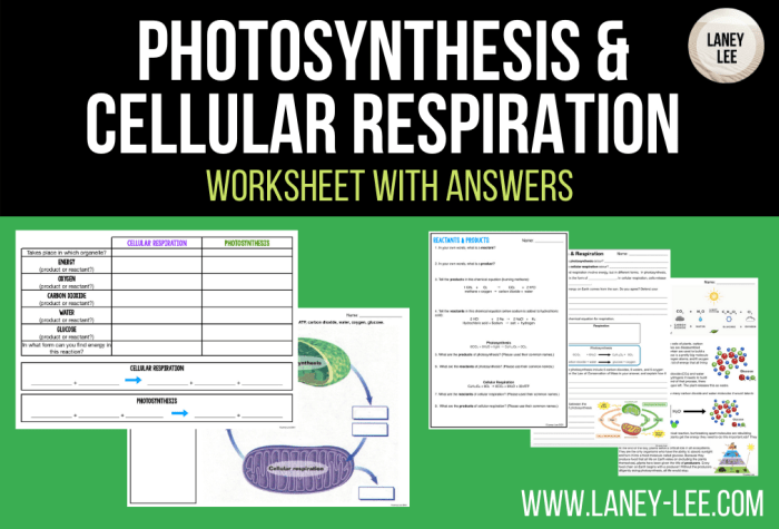 Photosynthesis & cellular respiration worksheet answers