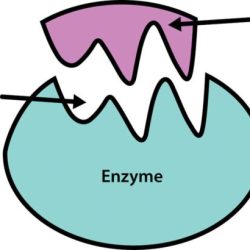 Enzymes enzyme gcse substrates molecule biological substance classification