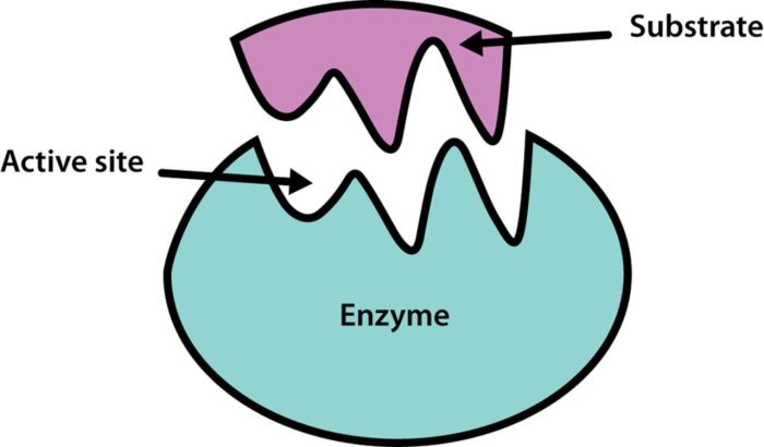 Enzymes enzyme gcse substrates molecule biological substance classification