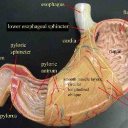 Art-labeling activity: gross anatomy of the stomach