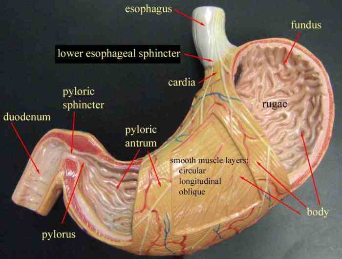 Art-labeling activity: gross anatomy of the stomach