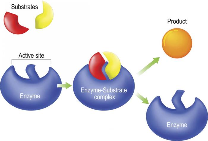 Which of the following statements regarding enzymes is false