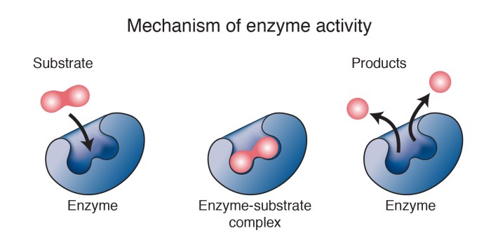 Which of the following statements regarding enzymes is false