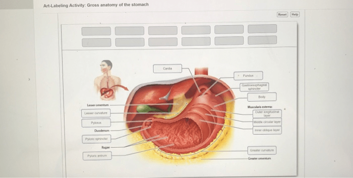 Labeling anatomy stomach solved sphincter