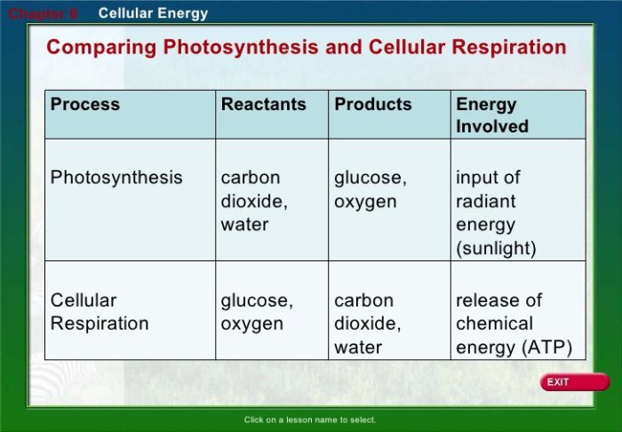 Photosynthesis & cellular respiration worksheet answers