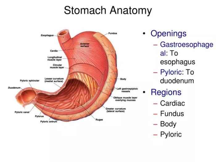 Art-labeling activity: gross anatomy of the stomach