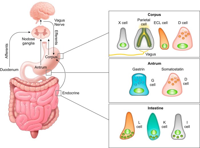 Match the secretory cell of the stomach with its secretion.